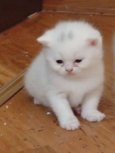 Pişiklər: Şotland, Erkək, Dişi, Yaxşı əllərə — 7