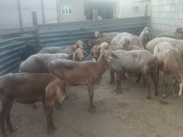 адлерские цыплята: Продается оптом по 15 000 находится в Сокулуке количество 23 штук