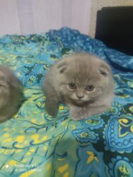 Pişiklər: Şotland, Dişi, Yaxşı əllərə, Ünvandan götürmə — 11