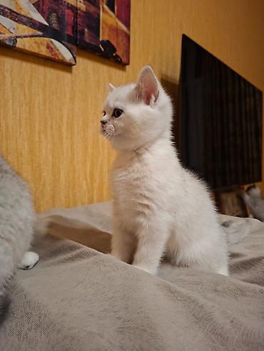 Pişiklər: Britan — 3