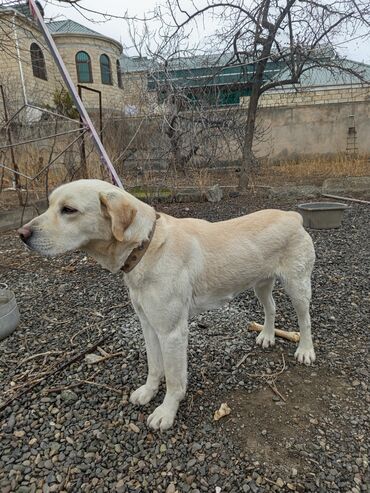 itin balasi: Labrador-retriver, 6 ay, Erkek, Peyvəndli, Ünvandan götürmə