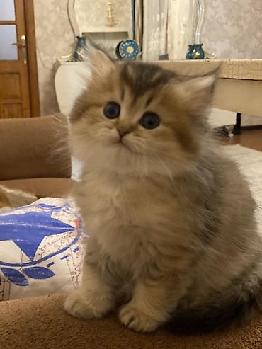 Pişiklər: Şinşilla, Dişi — 7