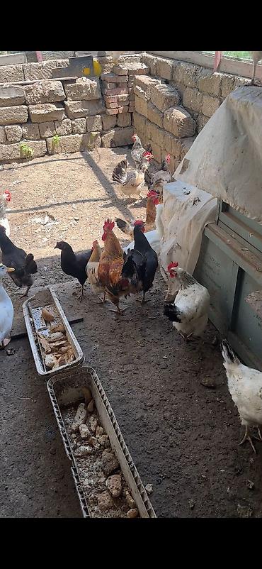 toy pudrl: Heyet toyuqlaridir qarishiq cinsler var. her biri yumurtlayir. 17 — 1