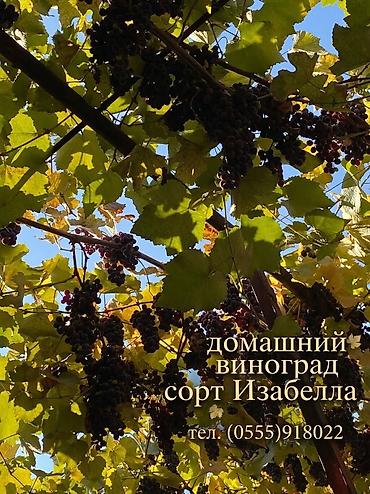 трендовый виноград: Виноград — 1