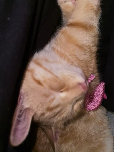 мраморный вислоухий кот: Рыжий домашний котенок с классическим табби-окрасом. Короткая густая