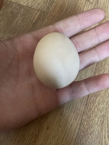 брама яйцо: Куплю яйца 🥚 для инкубационн гдето 200шт 10сом или 15сом 5июля