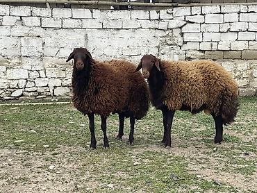 qoyun qiymetleri: Erkək, Qala, il: 1, 120 kq, Damazlıq, Ünvandan götürmə — 10