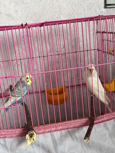 Bülbüllər: 1 cut vistivka ve cut valnis papuqay hazir cavan cutlerdi — 11