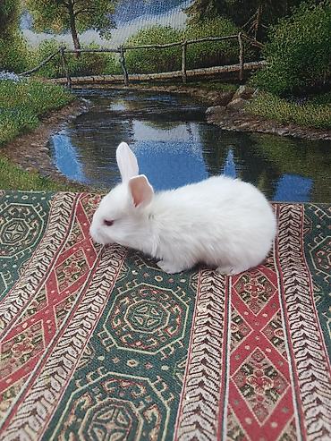 Dovşanlar: Dovşan yemi 2-azn Bala Dovşanlar 5azn. Apilka (Yonqar 1.50azn) — 27