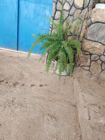 manqal ölçüləri: Nephrolepis exaltata (Boston qıjısı) – dekorativ otaq və eyvan bitkisi — 1