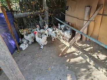 Животные: Продаю | Куры | Брама | Для разведения — 1