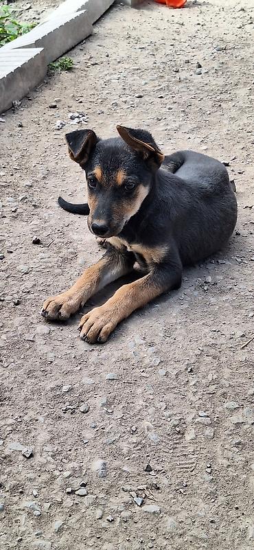 Собака даром: 3 месяца, Самка at lalafo.kg Собака даром: 3 месяца, Самка