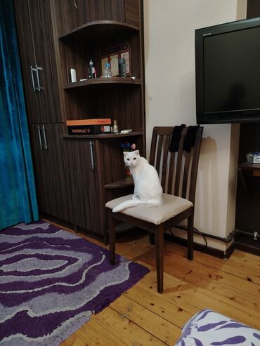 Pişiklər: Şotland yastı qulaq, Erkək, Yaxşı əllərə, Ünvandan götürmə — 17