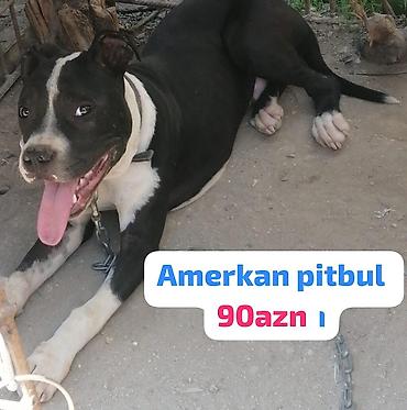 pitbul balaları: Pitbul, 4 ay, Erkək, Peyvəndli, Ünvandan götürmə — 1