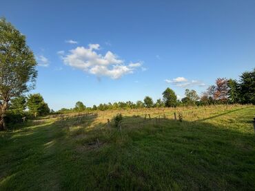 Torpaq sahələrinin satışı: 80 sot, Kənd təsərrüfatı, Mülkiyyətçi, Kupça (Çıxarış), Müqavilə — 5