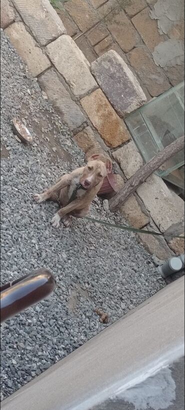 pitbul iti: Pitbul, 7 ay, Dişi, Peyvəndli, Ünvandan götürmə