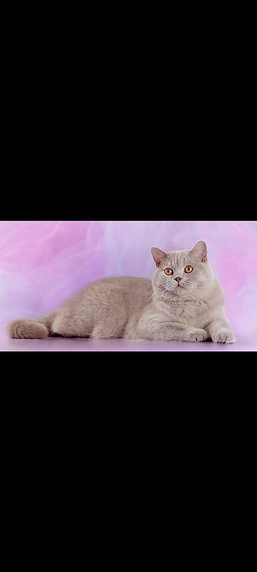 перепел продаю: Британские короткошёрстные кошки, окрас лиловый (British Shorthair — 1