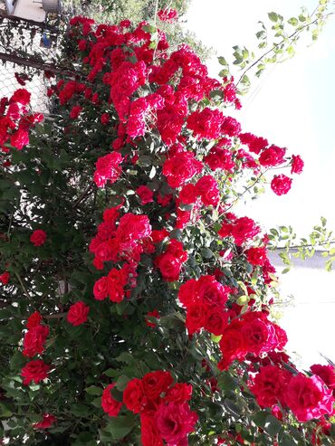 Şitillər: Sarmaşiq və Sadə Gül Kollari istənilən sayda sifariş verə bilərsiz -da lalafo.az — 2 Şitillər: Sarmaşiq və Sadə Gül Kollari istənilən sayda sifariş verə bilərsiz — 2