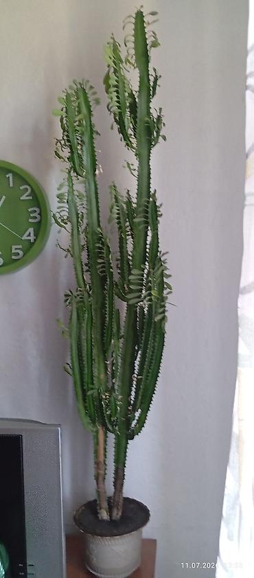 Комнатные растения: Комнатные суккуленты в горшках 1) Молочай тригона (Euphorbia — 1