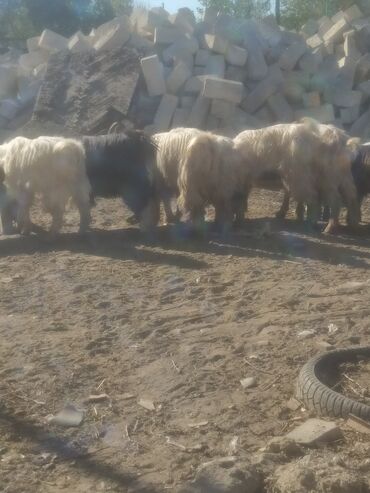 Keçi, çəpiş: Qoyun-keçi təsərrüfatı üçün erkək və dişi keçilər - Cins: yerli — 15