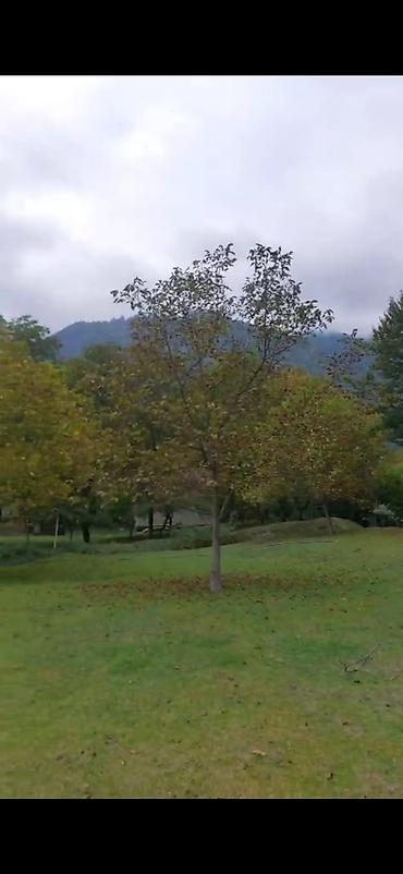 Torpaq sahələrinin satışı: Tikinti — 5