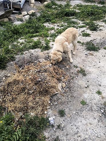 labrador retriever: Retriever, Peyvəndli — 2