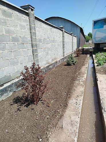 Семена газона: Газонная смесь DLF Seeds & Science - Профессиональные семена для — 14