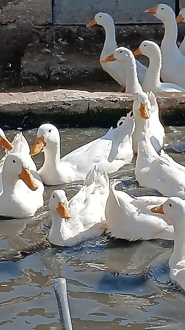 Kənd təsərrüfatı quşları: Məhsul: Ağ ördəklər (təsərrüfat heyvanları) Təsvir: - Ağ lələklər — 4