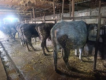 Коровы, быки: Продаю | Тёлка | На откорм | Привязанные — 14