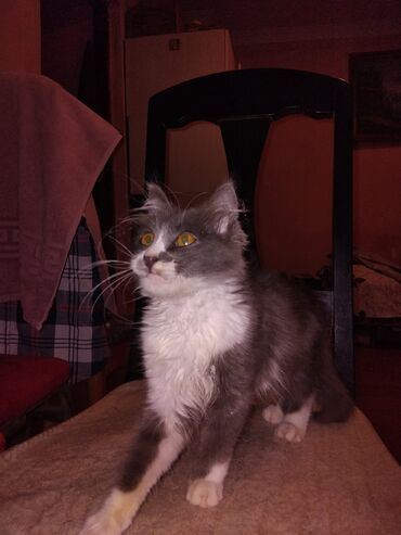 Pişiklər: Meyn-kun, Erkək, Yaxşı əllərə, Ünvandan götürmə — 3