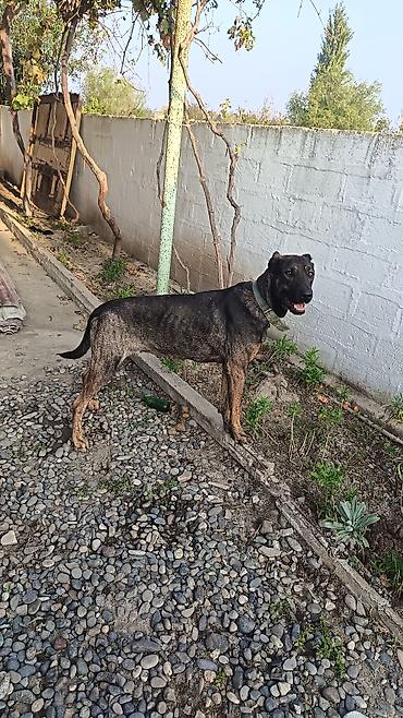 it cinsleri: İt – qarışıq cins, orta-böyük ölçü, qara-qəhvəyi (brindle) rəngdə qısa — 3