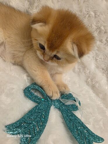 Pişiklər: 200 manatdan başdıyan qiymətlər 1000 manata kimi. Qiymət pişiyin — 12