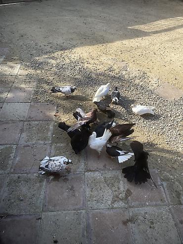 quşlar goyərcin: Tergizme heyvanlardır sağlamdılar icindi ucurmalığ balalarda var — 6