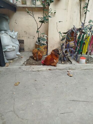 британская голубая кошка: Курица, Для разведения