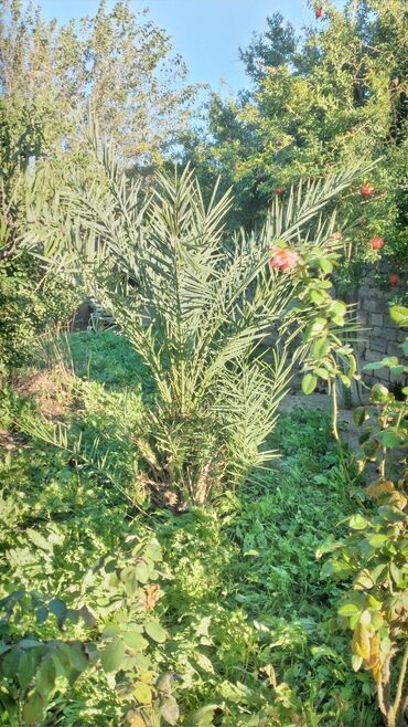 цветы в горшках: Xurma xurması (Phoenix dactylifera) – həyət və bağ üçün dekorativ