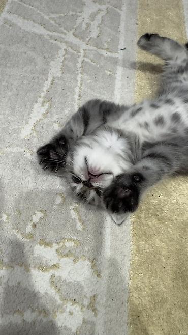 Продажа кошек: Три кошки и один кот Породистые котята серебристого окраса — 3