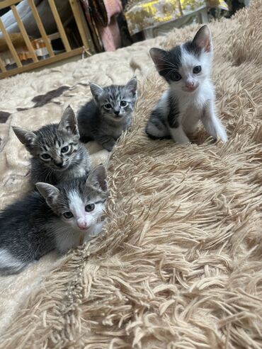 серая кошка: Кошка даром: Беспородная, 1 месяц, Девочка
