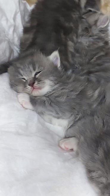 Pişiklər: Britan — 6