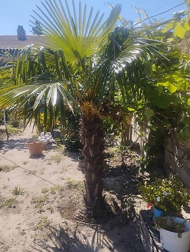 xurma agaci: Trachycarpus fortunei (Vind palmı) – həyətyanı sahələr və bağlar üçün — 2