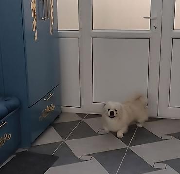 İtlər: Pekines, 1 il, Erkek, Cütləşmə üçün — 10