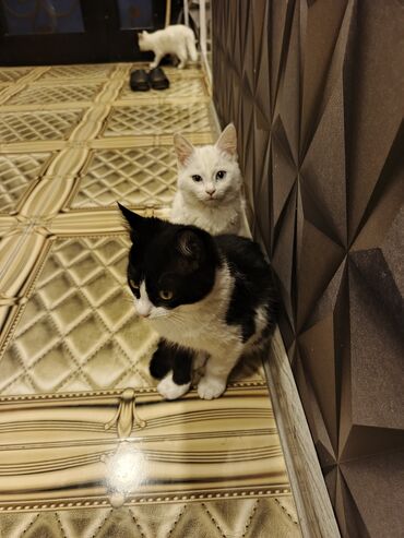 Pişiklər: Yaxşı əllərə — 10