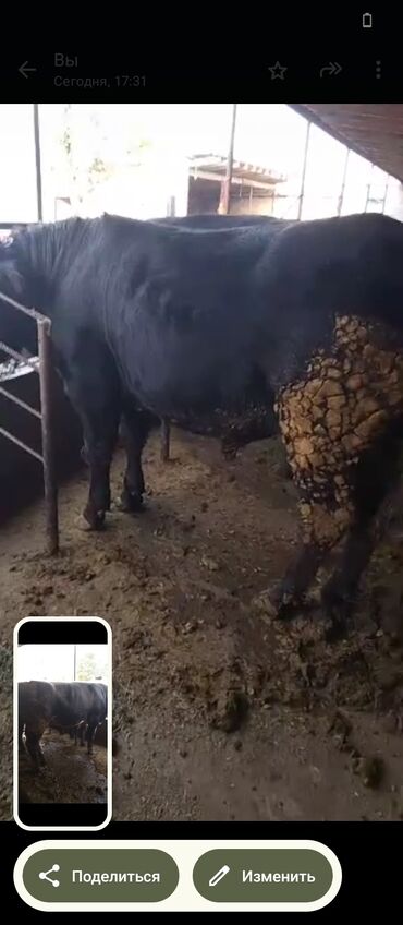 продаю музоо торпок корова самка бык самец айрширская ангус алатауская на забой для разведения на откорм племенные нетель привязанные: Продаю | Бык (самец) | На откорм