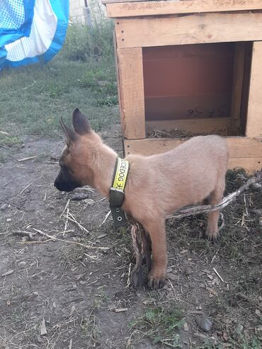 немецкий овчарки: Бельгия овчаркасы, 3 айлык, Эркек, Эмделген