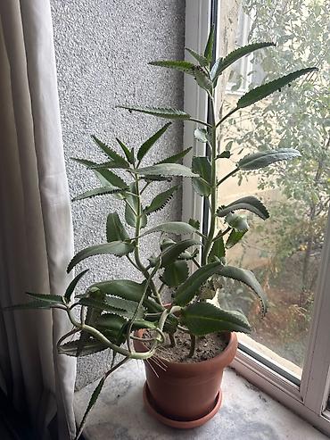 nokia yarpaq: Kalanxoe (Bryophyllum daigremontianum – “uşaqlı kaktus”) – saksıda — 3