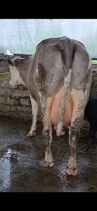 Inəklər, öküzlər: Südlük inək və bala -cins sives süd verimi 21 lt qarantia verirem — 13