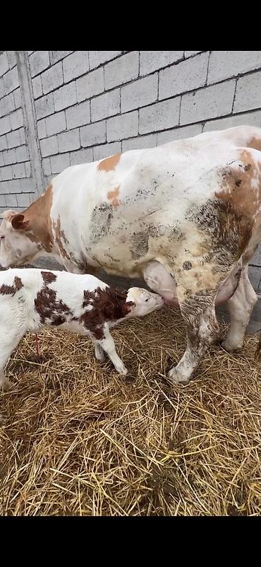 Inəklər, öküzlər: Satılır: inək buzovu ilə birlikdə - Cins tipi: Simental tipli — 5