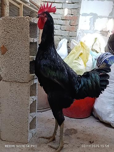 Куры, петухи: Продаю | Куры, Петух, Цыплята | Для разведения — 31