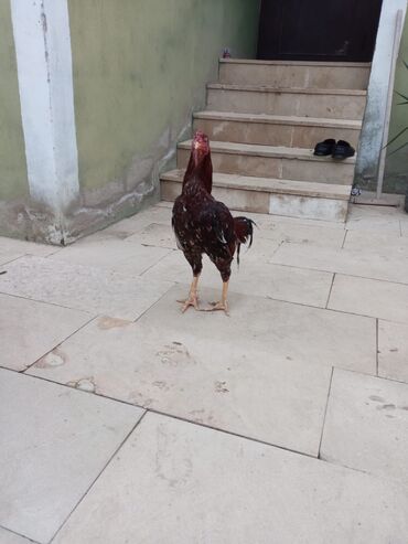 Xoruzlar: Salam qiymət 40 manatdan basdyir 70 4 dənə xoruz 11 ayliqdi biri 1 — 8