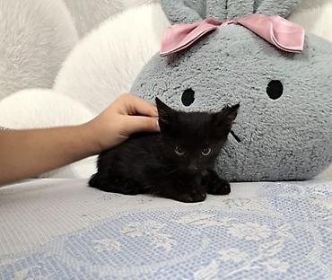 Кошка даром: Беспородная, 3 месяца, Мальчик at lalafo.kg Кошка даром: Беспородная, 3 месяца, Мальчик