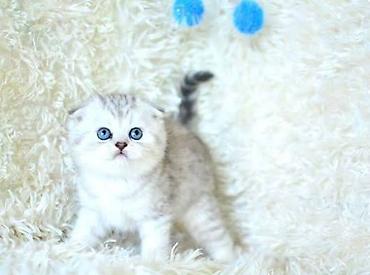 Кошки: Шотландская вислоухая — 6